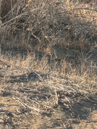 Mountain Cottontail observed by wretchedluck