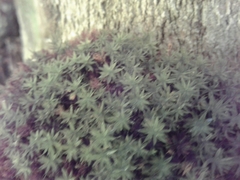 Leptostomum macrocarpum