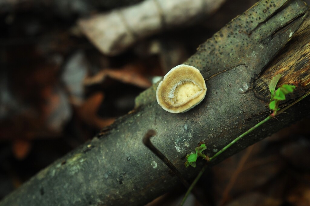 Trametes hirsuta · February 2026 · photo: © merkertgrace (iNaturalist, cc-by)