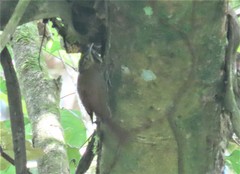 Deconychura longicauda