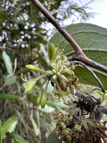 Smilax tomentosa, photograph 1