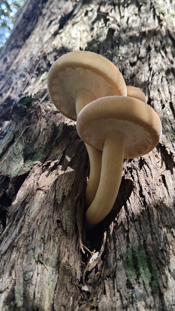 Cyclocybe parasitica · February 2026 · photo: © john_barkla (iNaturalist, cc0)