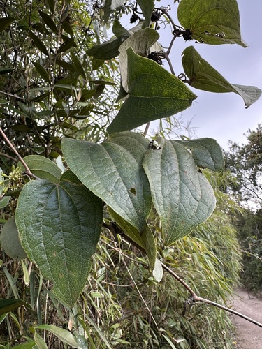 Smilax tomentosa, photograph 2