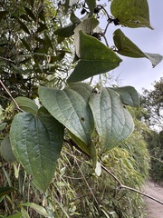 Smilax tomentosa, photograph (c) Nicolás Baresch Uribe, some rights reserved (CC BY)
