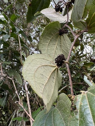 Smilax tomentosa, photograph 3