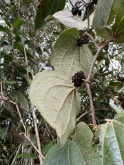 Smilax tomentosa, photograph (c) Nicolás Baresch Uribe, some rights reserved (CC BY)