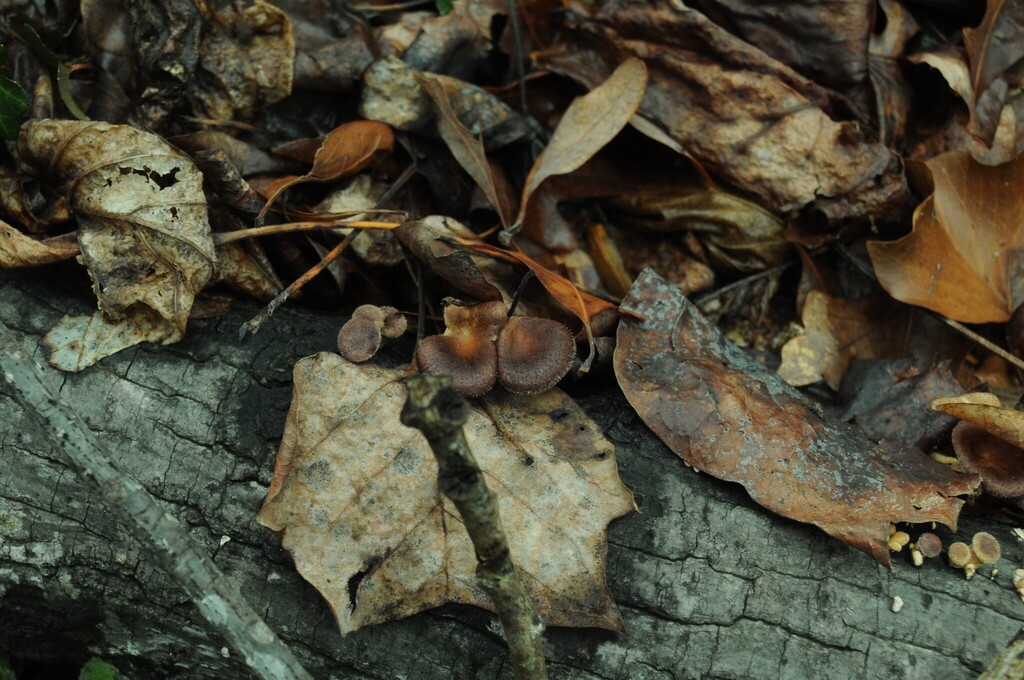 Panus lecomtei · February 2026 · photo: © merkertgrace (iNaturalist, cc-by)