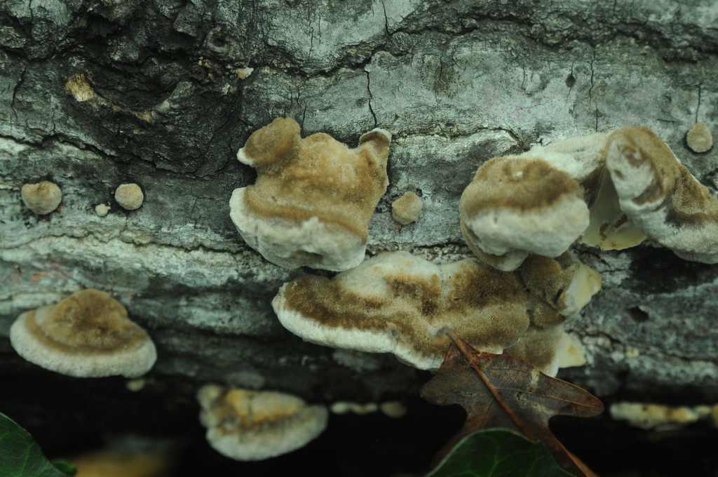 Trametes hirsuta · February 2026 · photo: © merkertgrace (iNaturalist, cc-by)