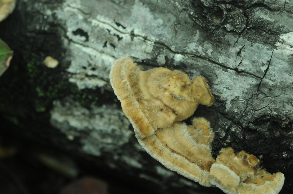Trametes hirsuta · February 2026 · photo: © merkertgrace (iNaturalist, cc-by)