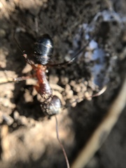 Camponotus barbaricus