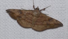 Anticarsia irrorata