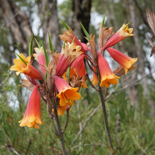 large Christmas bells (Blandfordia grandiflora)