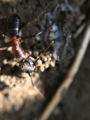 Camponotus barbaricus