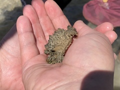 Polydectus cupulifer