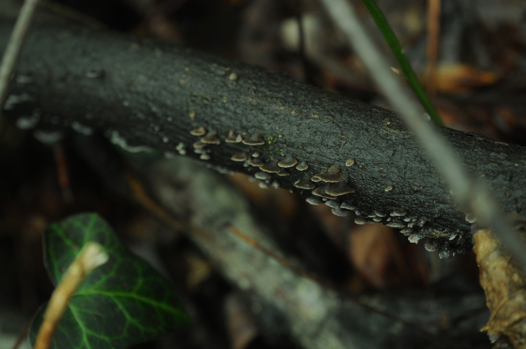 Resupinatus applicatus · February 2026 · photo: © merkertgrace (iNaturalist, cc-by)
