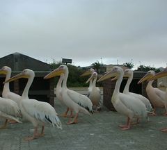 Pelecanus onocrotalus