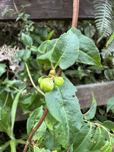 Muehlenbeckia tamnifolia