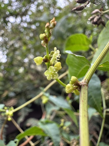 Muehlenbeckia tamnifolia, photograph 2