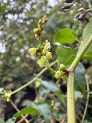 Muehlenbeckia tamnifolia, photograph (c) Nicolás Baresch Uribe, some rights reserved (CC BY)