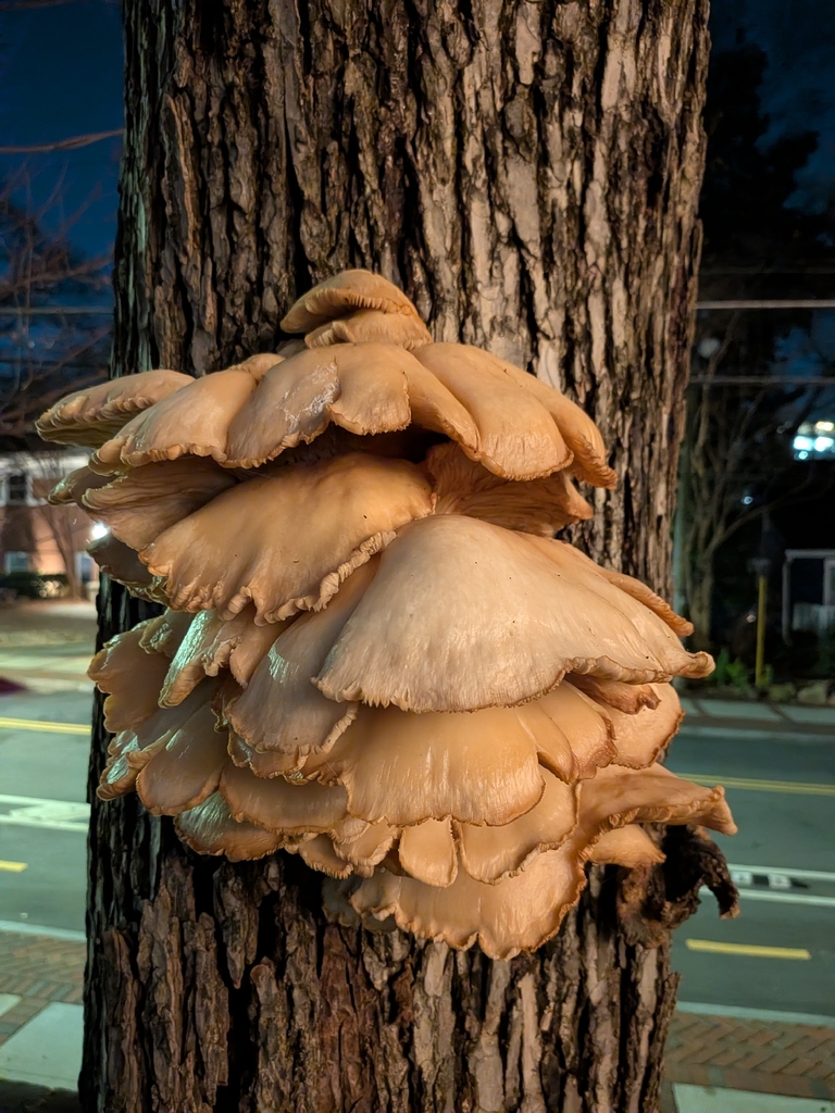 Pleurotus ostreatus · February 2026 · photo: © odile60 (iNaturalist, cc0)