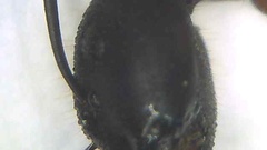 Camponotus barbaricus