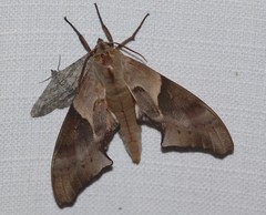 Coequosa australasiae