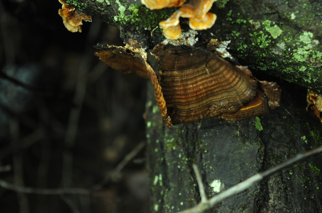 Daedaleopsis confragosa · February 2026 · photo: © merkertgrace (iNaturalist, cc-by)