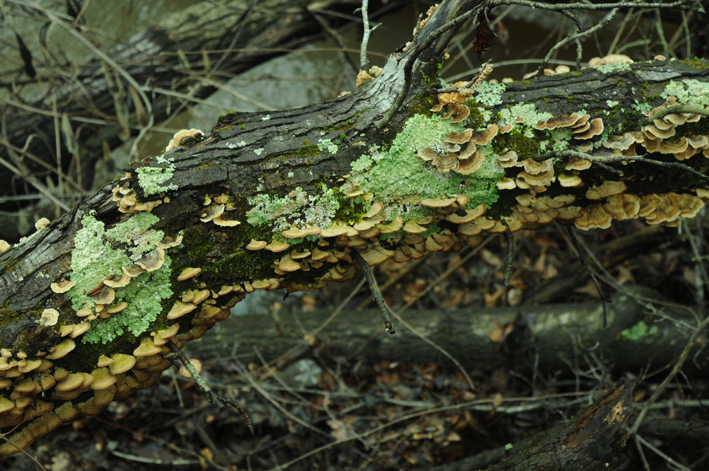Trichaptum biforme · February 2026 · photo: © merkertgrace (iNaturalist, cc-by)