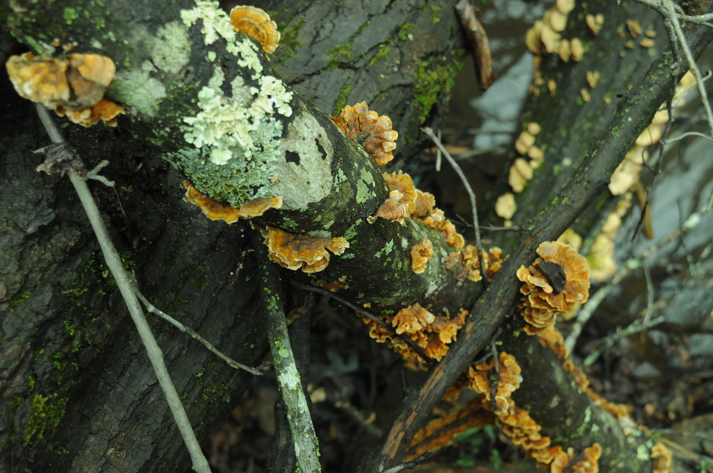 Stereum complicatum · February 2026 · photo: © merkertgrace (iNaturalist, cc-by)