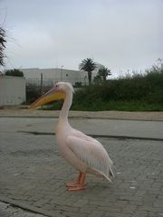 Pelecanus onocrotalus