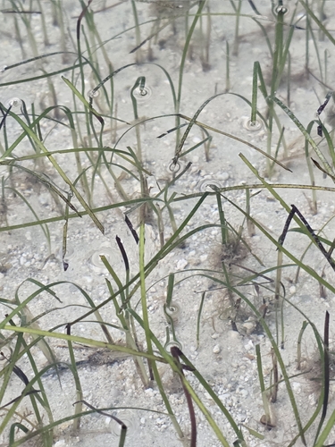 Shoalweed (Halodule wrightii)