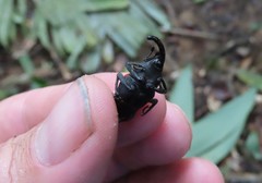 Cactophagus sanguinolentus