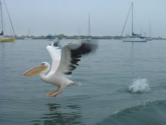Pelecanus onocrotalus