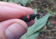 Cactophagus sanguinolentus