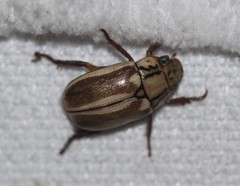 Anoplognathus abnormis