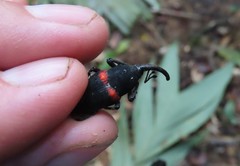 Cactophagus sanguinolentus