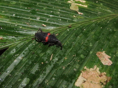 Cactophagus sanguinolentus