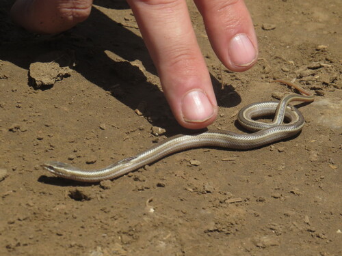 Chilean Green Racer