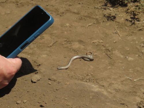 Chilean Green Racer