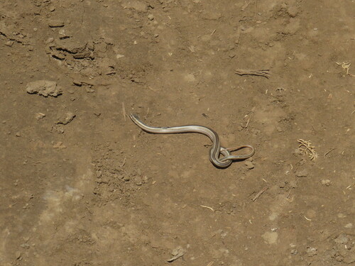 Chilean Green Racer