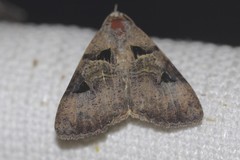 Avatha discolor