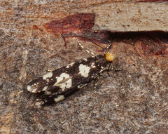 Triaxomera fulvimitrella