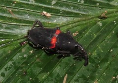 Cactophagus sanguinolentus