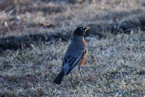 American Robin