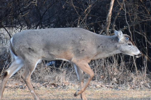 White-tailed Deer