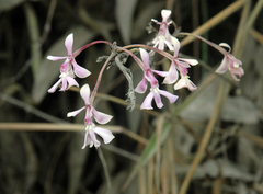Epidendrum blepharistes