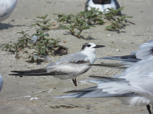 Common Tern observed by craighensley