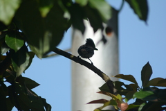 Sakesphorus canadensis