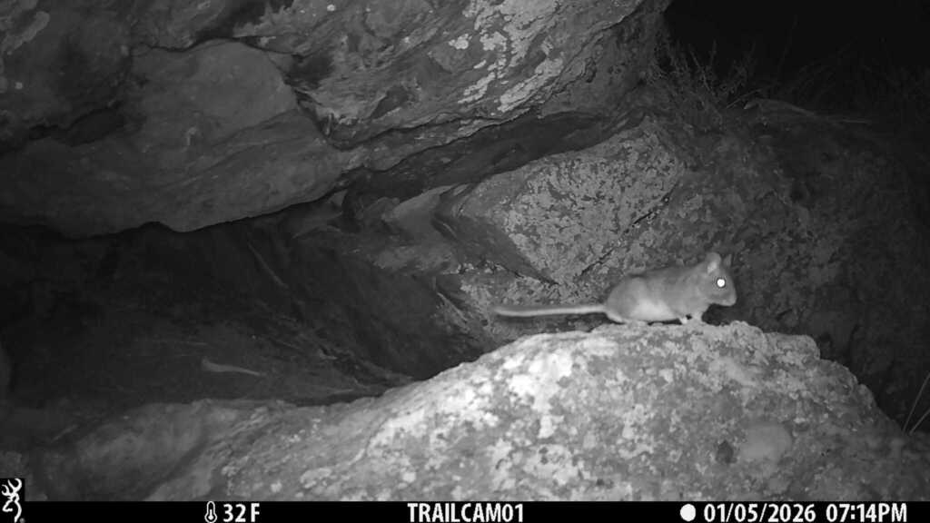 Timber Rats Oregon Bushy-tailed Woodrat in January 2026 by Jon David Nelson · iNaturalist