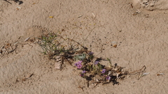 Nama hispida spathulata